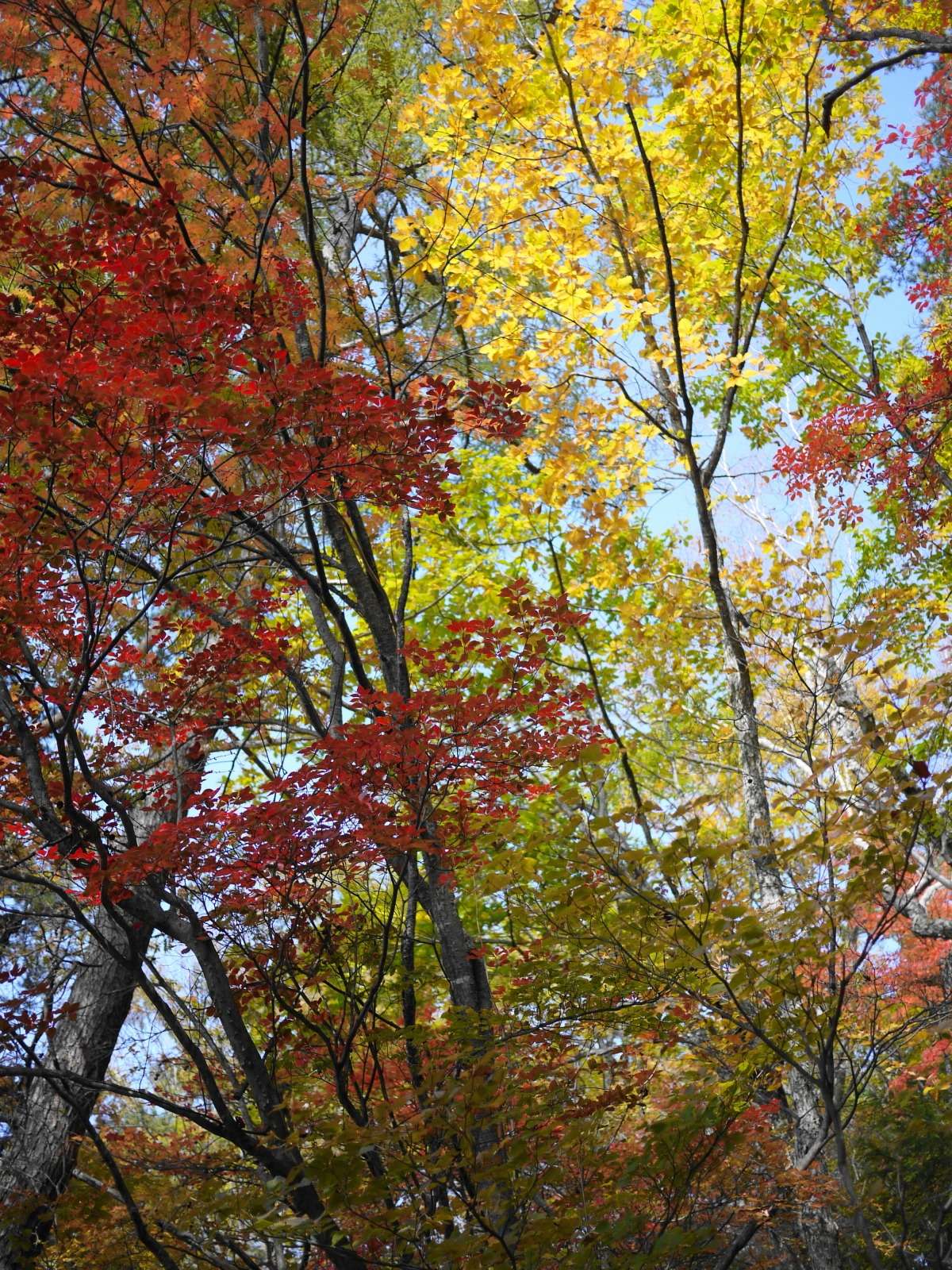 瑞牆山☆紅葉 　終了しました