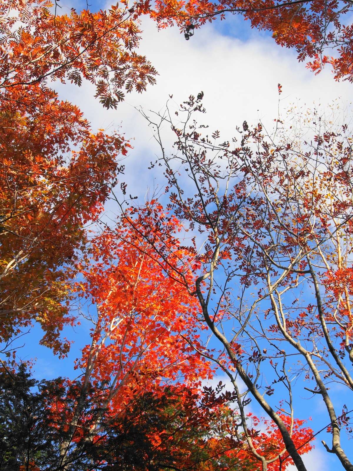 瑞牆山☆紅葉 　終了しました