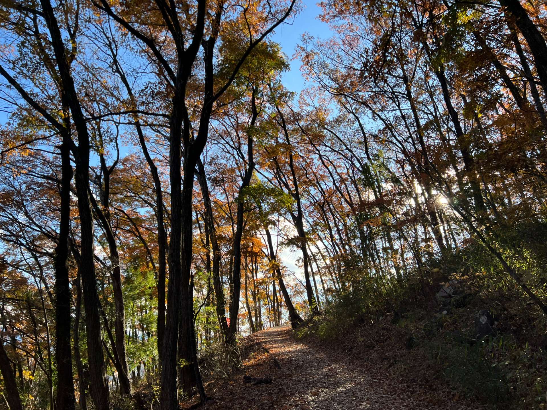 甲府名山☆八王子山縦走　日帰り　初中級者向け